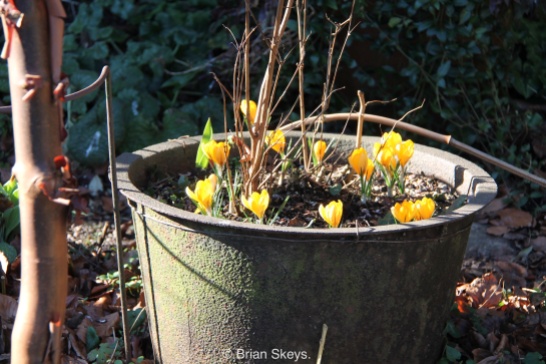 Crocus with a Fuchsia in the old cast iron boiler.