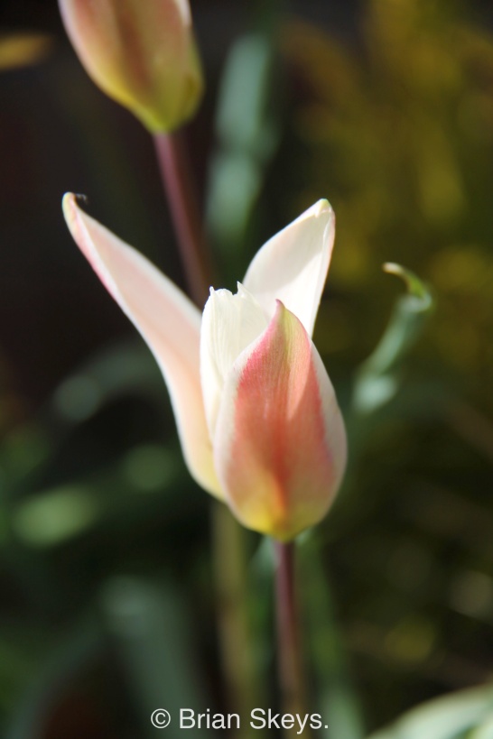 Tulip clusiana