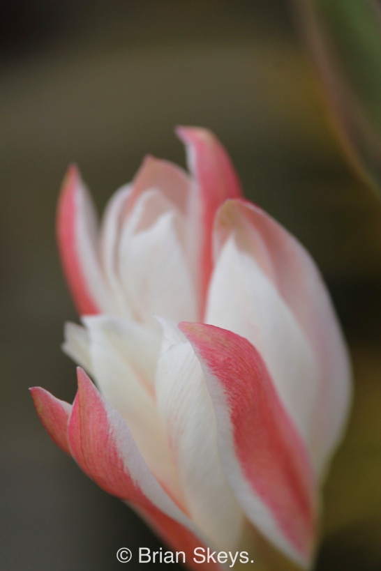 Tulip clusiana